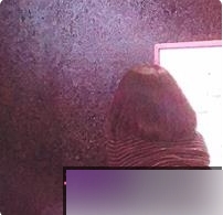 推特上的新晋网红：@一只喔彩虹/DADIBABAO