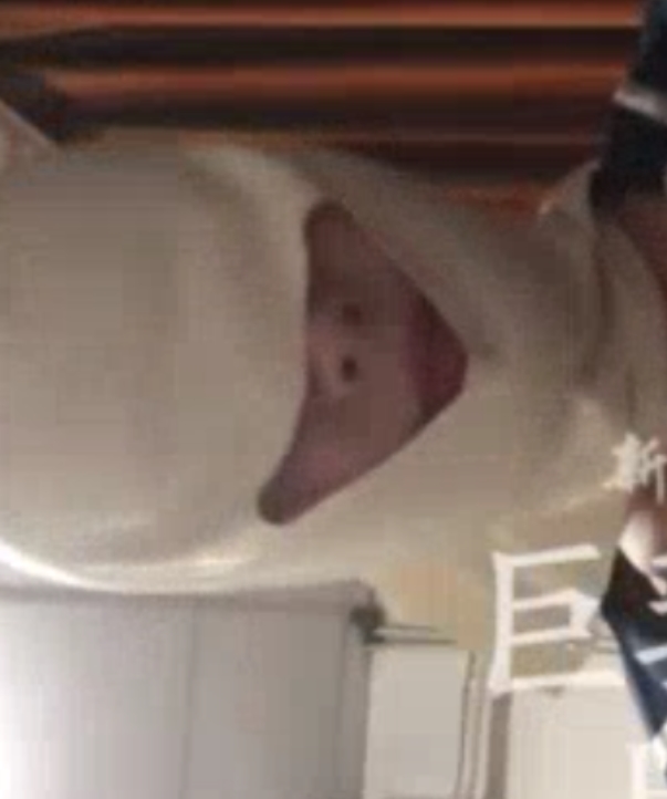 惊艳大罩杯美女全集：小明带你走遍中国